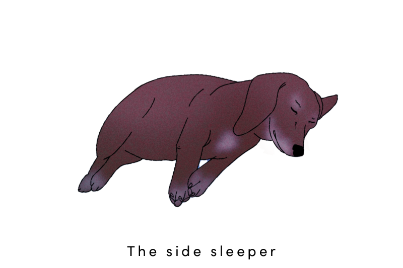 Why Do Dogs Grunt When They Lay Down why-do-dogs-grunt-when-they-lay-down
