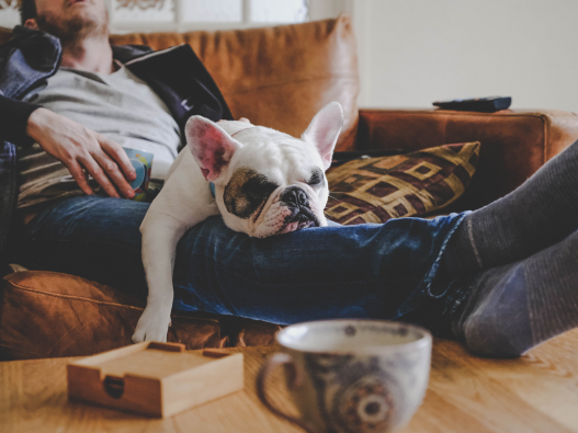 Man spending a lazy afternoon with his dog, a French Bulldog