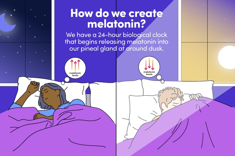 Infographic showing how natural melatonin rises at night and goes down in the morning, in accordance with light exposure